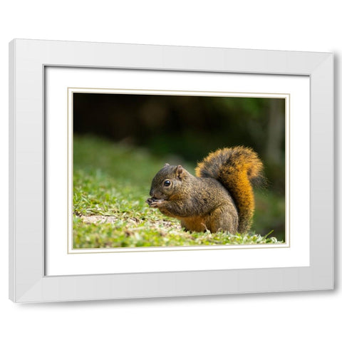 Red-tailed Squirrel- Bosque del Paz- Costa Rica White Modern Wood Framed Art Print with Double Matting by McDonald, Joe and Maryann