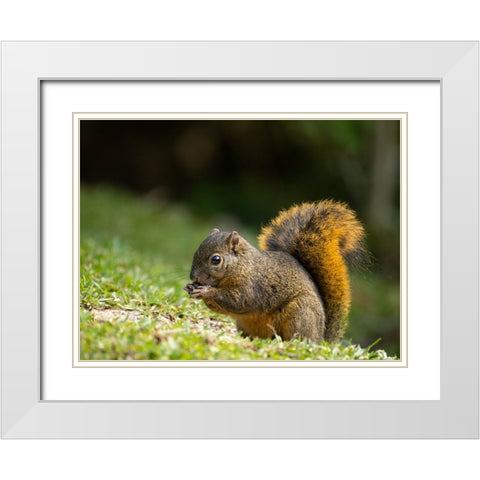 Red-tailed Squirrel- Bosque del Paz- Costa Rica White Modern Wood Framed Art Print with Double Matting by McDonald, Joe and Maryann