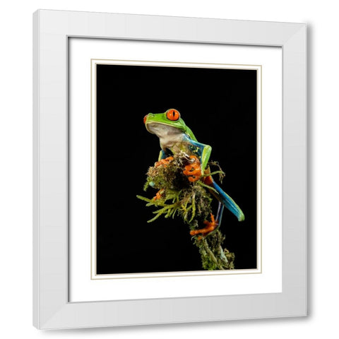 Red-eyed Treefrog- Costa Rica- Central America White Modern Wood Framed Art Print with Double Matting by McDonald, Joe and Maryann