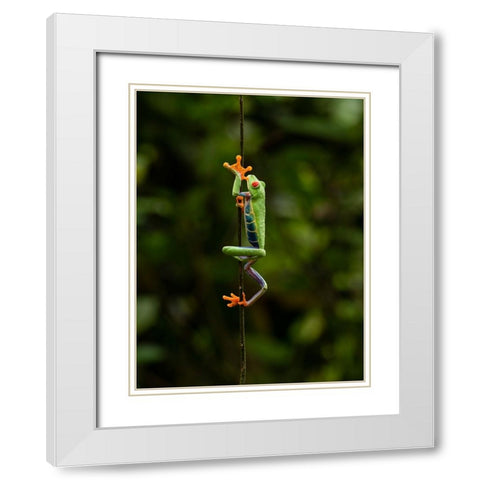Red-eyed Treefrog- Costa Rica- Central America White Modern Wood Framed Art Print with Double Matting by McDonald, Joe and Maryann