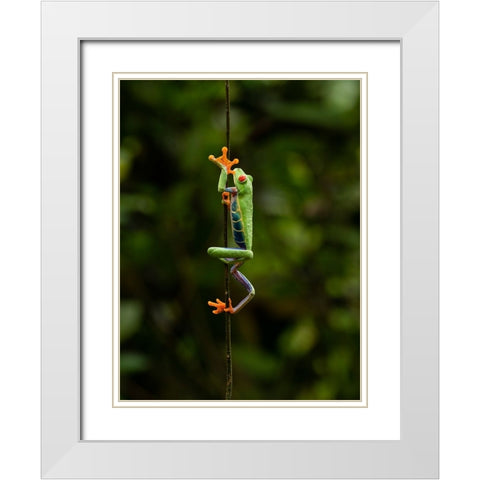 Red-eyed Treefrog- Costa Rica- Central America White Modern Wood Framed Art Print with Double Matting by McDonald, Joe and Maryann