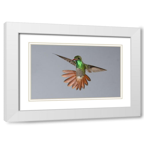 Rufous-tailed Hummingbird- Costa Rica- Central America White Modern Wood Framed Art Print with Double Matting by McDonald, Joe and Maryann