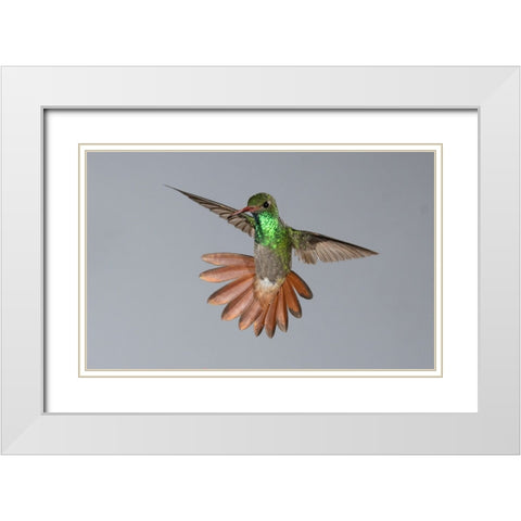Rufous-tailed Hummingbird- Costa Rica- Central America White Modern Wood Framed Art Print with Double Matting by McDonald, Joe and Maryann