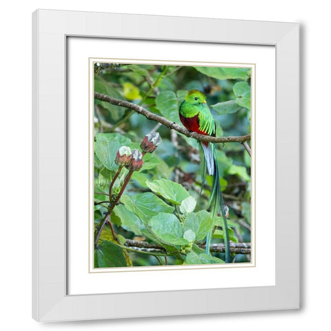 Resplendent quetzal- Costa Rica White Modern Wood Framed Art Print with Double Matting by McDonald, Joe and Maryann
