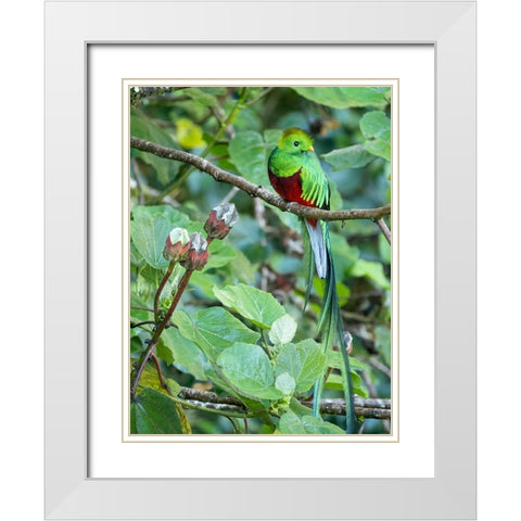 Resplendent quetzal- Costa Rica White Modern Wood Framed Art Print with Double Matting by McDonald, Joe and Maryann