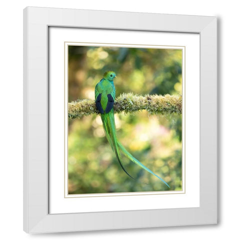 Resplendent quetzal- Costa Rica White Modern Wood Framed Art Print with Double Matting by McDonald, Joe and Maryann