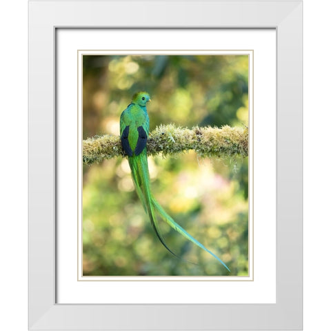 Resplendent quetzal- Costa Rica White Modern Wood Framed Art Print with Double Matting by McDonald, Joe and Maryann