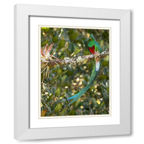 Resplendent quetzal- Costa Rica White Modern Wood Framed Art Print with Double Matting by McDonald, Joe and Maryann