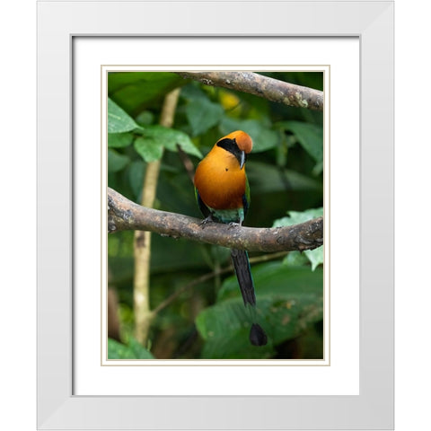 Rufous Motmot- Costa Rica- Central America White Modern Wood Framed Art Print with Double Matting by McDonald, Joe and Maryann