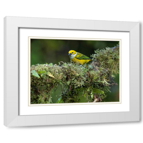 Silver-throated Tanager sitting on tree branch- Costa Rica- Central America White Modern Wood Framed Art Print with Double Matting by McDonald, Joe and Maryann