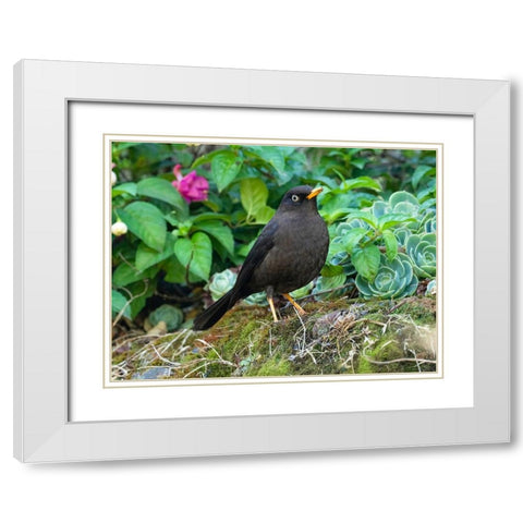 Sooty Robin- aka Sooty Thrush- Costa Rica- Central America White Modern Wood Framed Art Print with Double Matting by McDonald, Joe and Maryann