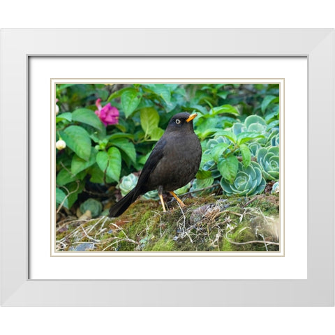 Sooty Robin- aka Sooty Thrush- Costa Rica- Central America White Modern Wood Framed Art Print with Double Matting by McDonald, Joe and Maryann