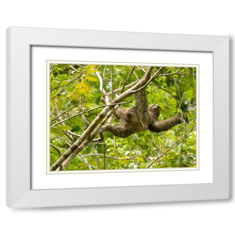 Brown-throated sloth- Costa Rica- Central America White Modern Wood Framed Art Print with Double Matting by McDonald, Joe and Maryann