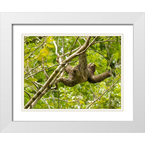 Brown-throated sloth- Costa Rica- Central America White Modern Wood Framed Art Print with Double Matting by McDonald, Joe and Maryann