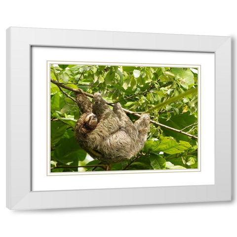 Brown-throated sloth- Costa Rica- Central America White Modern Wood Framed Art Print with Double Matting by McDonald, Joe and Maryann