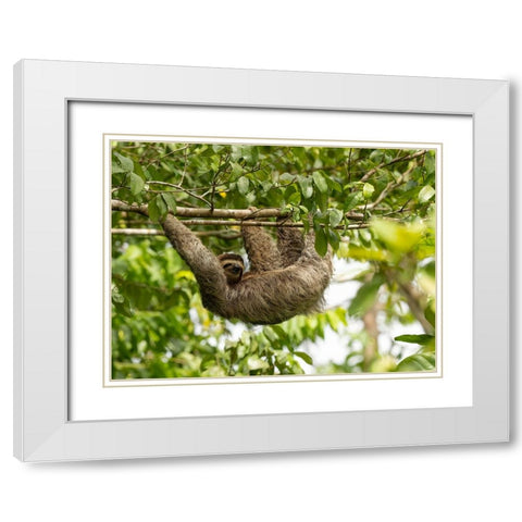 Brown-throated sloth- Costa Rica- Central America White Modern Wood Framed Art Print with Double Matting by McDonald, Joe and Maryann