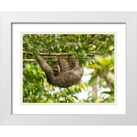 Brown-throated sloth- Costa Rica- Central America White Modern Wood Framed Art Print with Double Matting by McDonald, Joe and Maryann