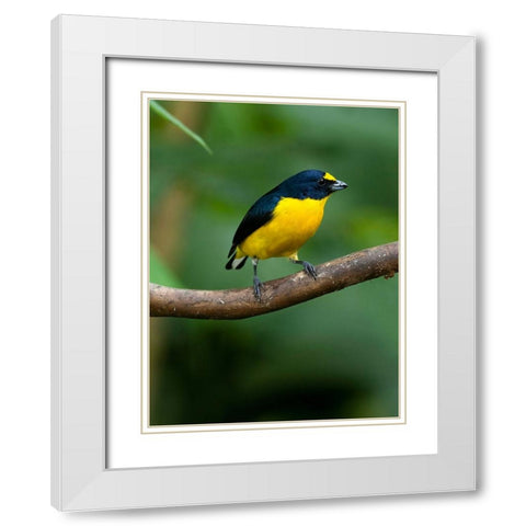 Yellow-throated euphonia perching- Costa Rica- Cantal America White Modern Wood Framed Art Print with Double Matting by McDonald, Joe and Maryann