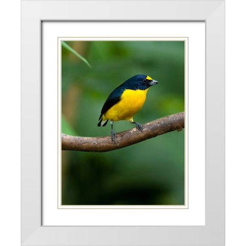 Yellow-throated euphonia perching- Costa Rica- Cantal America White Modern Wood Framed Art Print with Double Matting by McDonald, Joe and Maryann