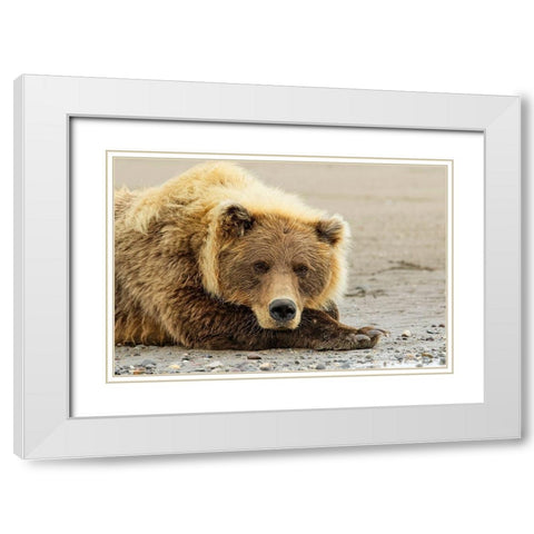 Brown bear resting on the beach-Silver Salmon Creek-Lake Clark National Park-Alaska White Modern Wood Framed Art Print with Double Matting by Jones, Adam