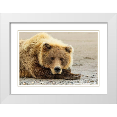 Brown bear resting on the beach-Silver Salmon Creek-Lake Clark National Park-Alaska White Modern Wood Framed Art Print with Double Matting by Jones, Adam