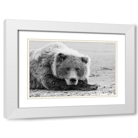 Brown bear resting on the beach-Silver Salmon Creek-Lake Clark National Park-Alaska White Modern Wood Framed Art Print with Double Matting by Jones, Adam