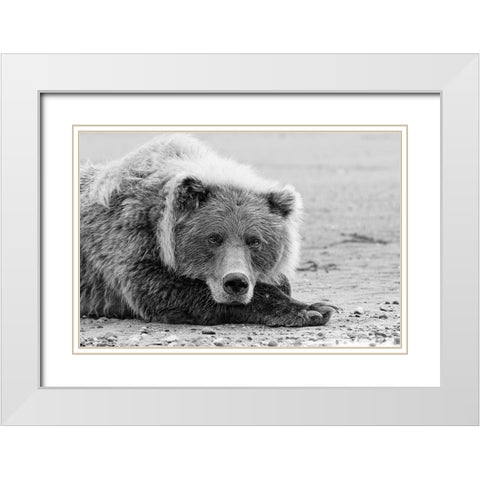 Brown bear resting on the beach-Silver Salmon Creek-Lake Clark National Park-Alaska White Modern Wood Framed Art Print with Double Matting by Jones, Adam