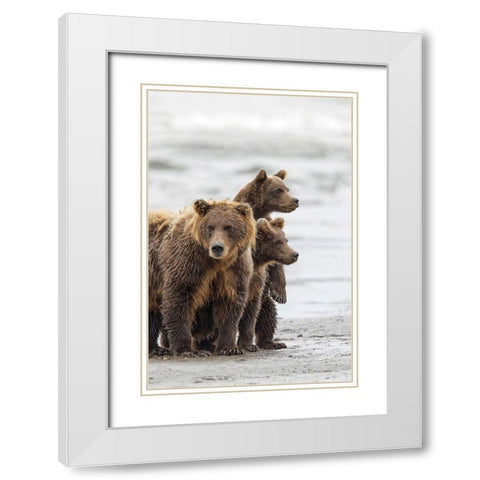 Female Brown bear and cubs-Silver Salmon Creek-Lake Clark National Park-Alaska White Modern Wood Framed Art Print with Double Matting by Jones, Adam