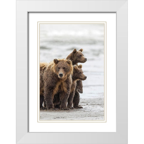 Female Brown bear and cubs-Silver Salmon Creek-Lake Clark National Park-Alaska White Modern Wood Framed Art Print with Double Matting by Jones, Adam