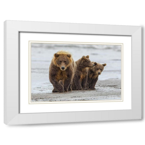 Female Brown bear and cubs-Silver Salmon Creek-Lake Clark National Park-Alaska White Modern Wood Framed Art Print with Double Matting by Jones, Adam
