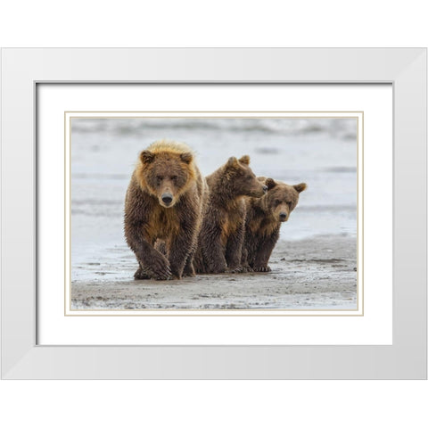 Female Brown bear and cubs-Silver Salmon Creek-Lake Clark National Park-Alaska White Modern Wood Framed Art Print with Double Matting by Jones, Adam