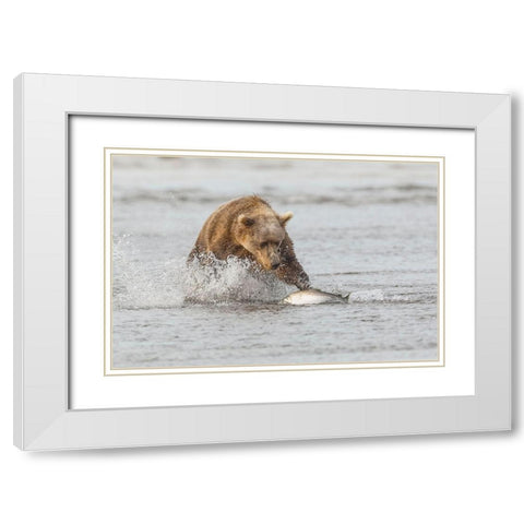 Brown bear chasing salmon-Silver Salmon Creek-Lake Clark National Park-Alaska White Modern Wood Framed Art Print with Double Matting by Jones, Adam