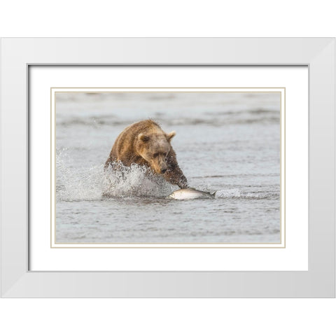 Brown bear chasing salmon-Silver Salmon Creek-Lake Clark National Park-Alaska White Modern Wood Framed Art Print with Double Matting by Jones, Adam