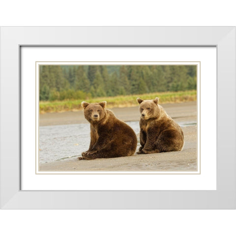 Brown bear cubs nursing-Silver Salmon Creek-Lake Clark National Park-Alaska White Modern Wood Framed Art Print with Double Matting by Jones, Adam