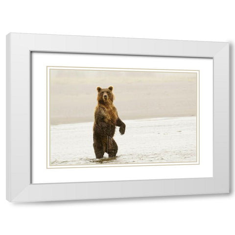 Brown bear standing upright-Silver Salmon Creek-Lake Clark National Park-Alaska White Modern Wood Framed Art Print with Double Matting by Jones, Adam