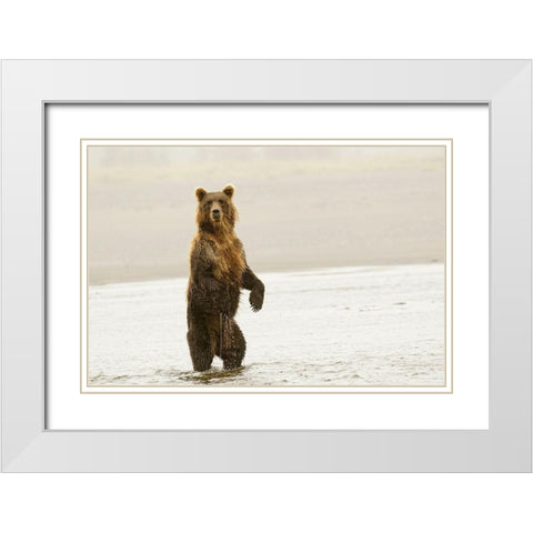 Brown bear standing upright-Silver Salmon Creek-Lake Clark National Park-Alaska White Modern Wood Framed Art Print with Double Matting by Jones, Adam