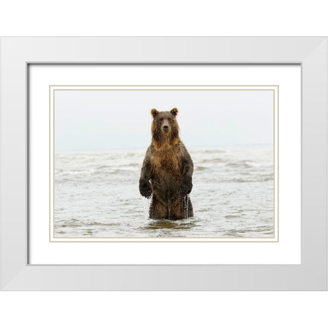 Brown bear standing upright-Silver Salmon Creek-Lake Clark National Park-Alaska White Modern Wood Framed Art Print with Double Matting by Jones, Adam