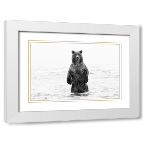 Brown bear standing upright-Silver Salmon Creek-Lake Clark National Park-Alaska White Modern Wood Framed Art Print with Double Matting by Jones, Adam
