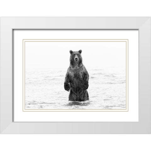 Brown bear standing upright-Silver Salmon Creek-Lake Clark National Park-Alaska White Modern Wood Framed Art Print with Double Matting by Jones, Adam
