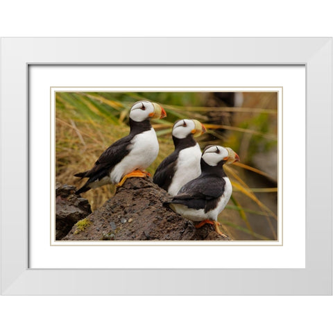 Horned Puffin-Fratercula corniculata-Lake Clark National Park-Alaska White Modern Wood Framed Art Print with Double Matting by Jones, Adam
