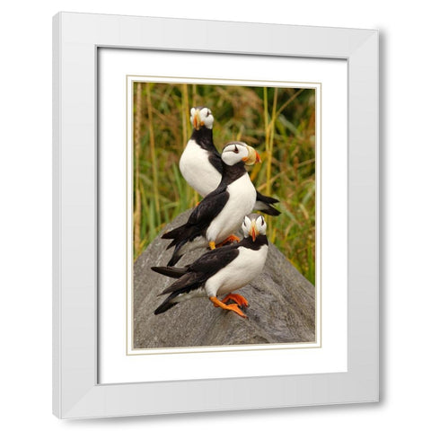 Horned Puffin-Fratercula corniculata-Lake Clark National Park-Alaska White Modern Wood Framed Art Print with Double Matting by Jones, Adam