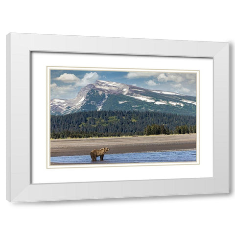 Grizzly bear in landscape with mountain-Lake Clark National Park and Preserve-Alaska White Modern Wood Framed Art Print with Double Matting by Jones, Adam