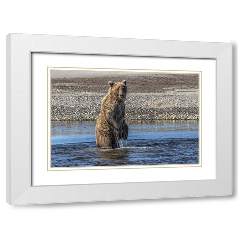 Grizzly bear standing while fishing-Lake Clark National Park and Preserve-Alaska White Modern Wood Framed Art Print with Double Matting by Jones, Adam