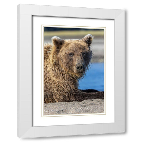 Grizzly bear resting-Lake Clark National Park and Preserve-Alaska White Modern Wood Framed Art Print with Double Matting by Jones, Adam