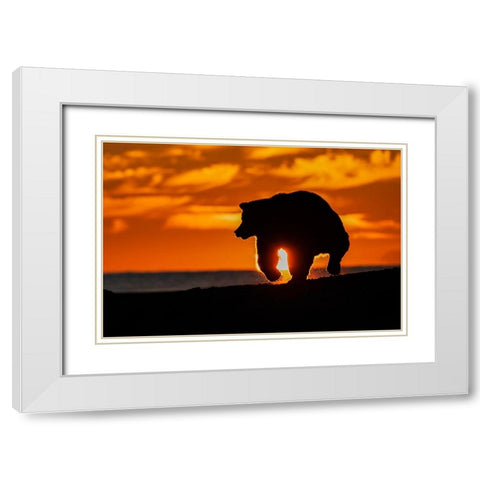 Adult grizzly bear silhouetted on beach at sunrise-Lake Clark National Park and Preserve White Modern Wood Framed Art Print with Double Matting by Jones, Adam