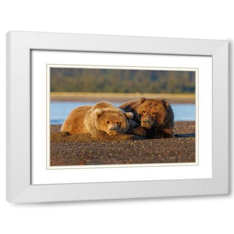 Adult female grizzly bear and cub sleeping on beach at sunrise-Lake Clark National Park and Preserve White Modern Wood Framed Art Print with Double Matting by Jones, Adam