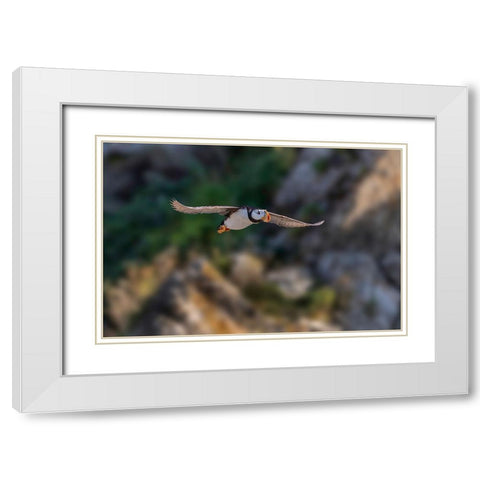Horned puffin flying-Bird Island-Lake Clark National Park and Preserve-Alaska White Modern Wood Framed Art Print with Double Matting by Jones, Adam