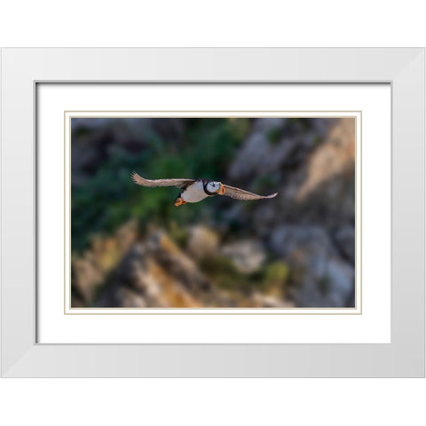 Horned puffin flying-Bird Island-Lake Clark National Park and Preserve-Alaska White Modern Wood Framed Art Print with Double Matting by Jones, Adam