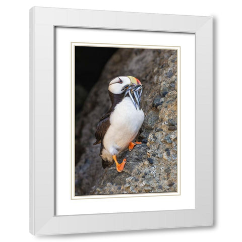 Horned puffin with needle fish in beak-Bird Island-Lake Clark National Park and Preserve-Alaska White Modern Wood Framed Art Print with Double Matting by Jones, Adam