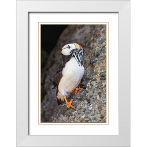 Horned puffin with needle fish in beak-Bird Island-Lake Clark National Park and Preserve-Alaska White Modern Wood Framed Art Print with Double Matting by Jones, Adam